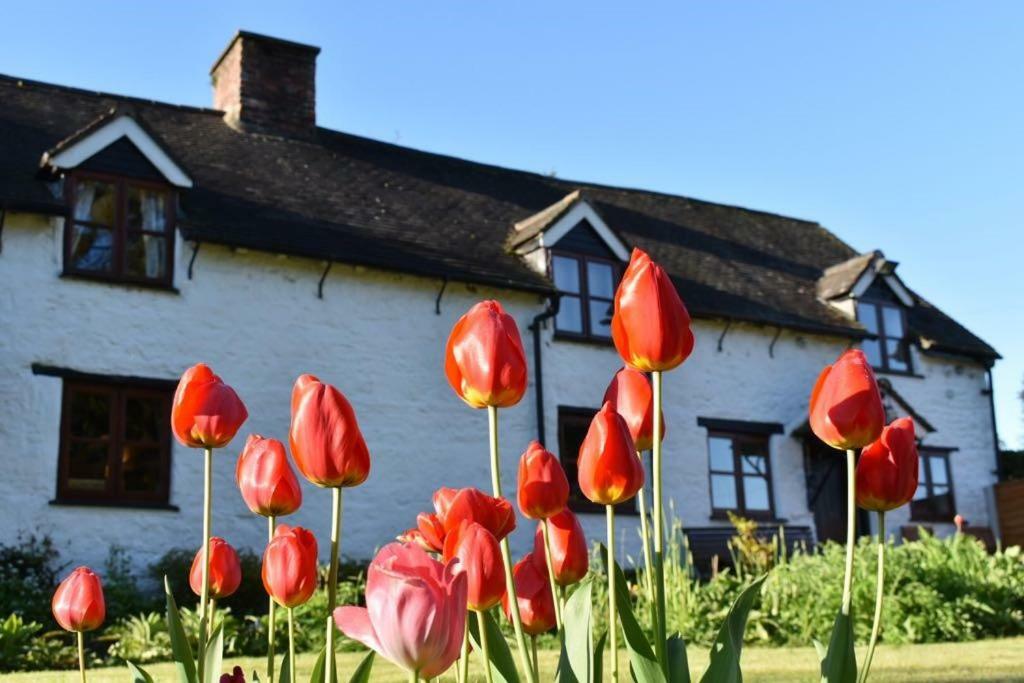 Glencoed B&B Wrexham Eksteriør billede